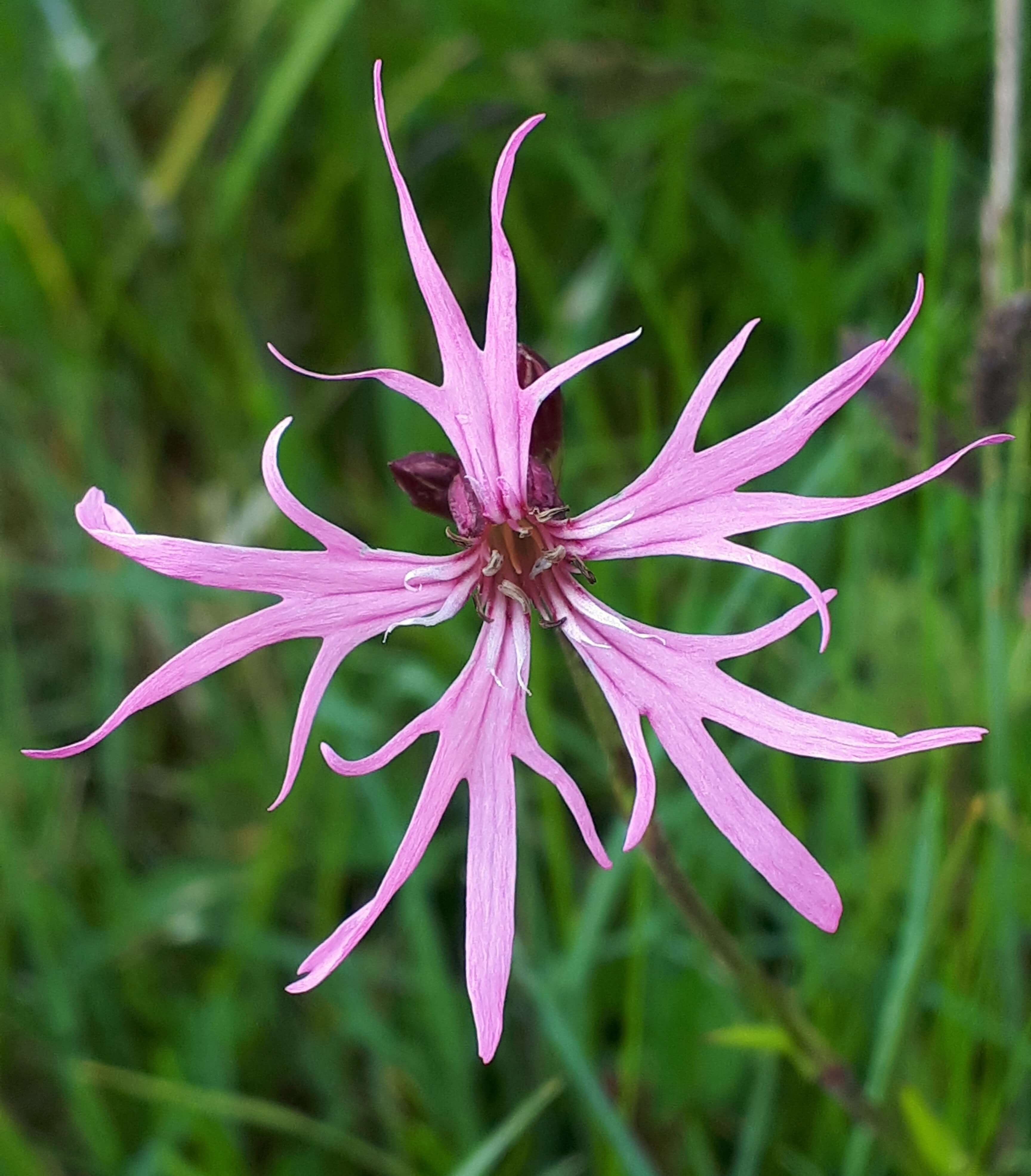 Ragged Robin